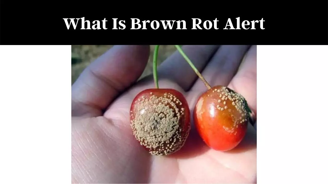 What Is Brown Rot Alert