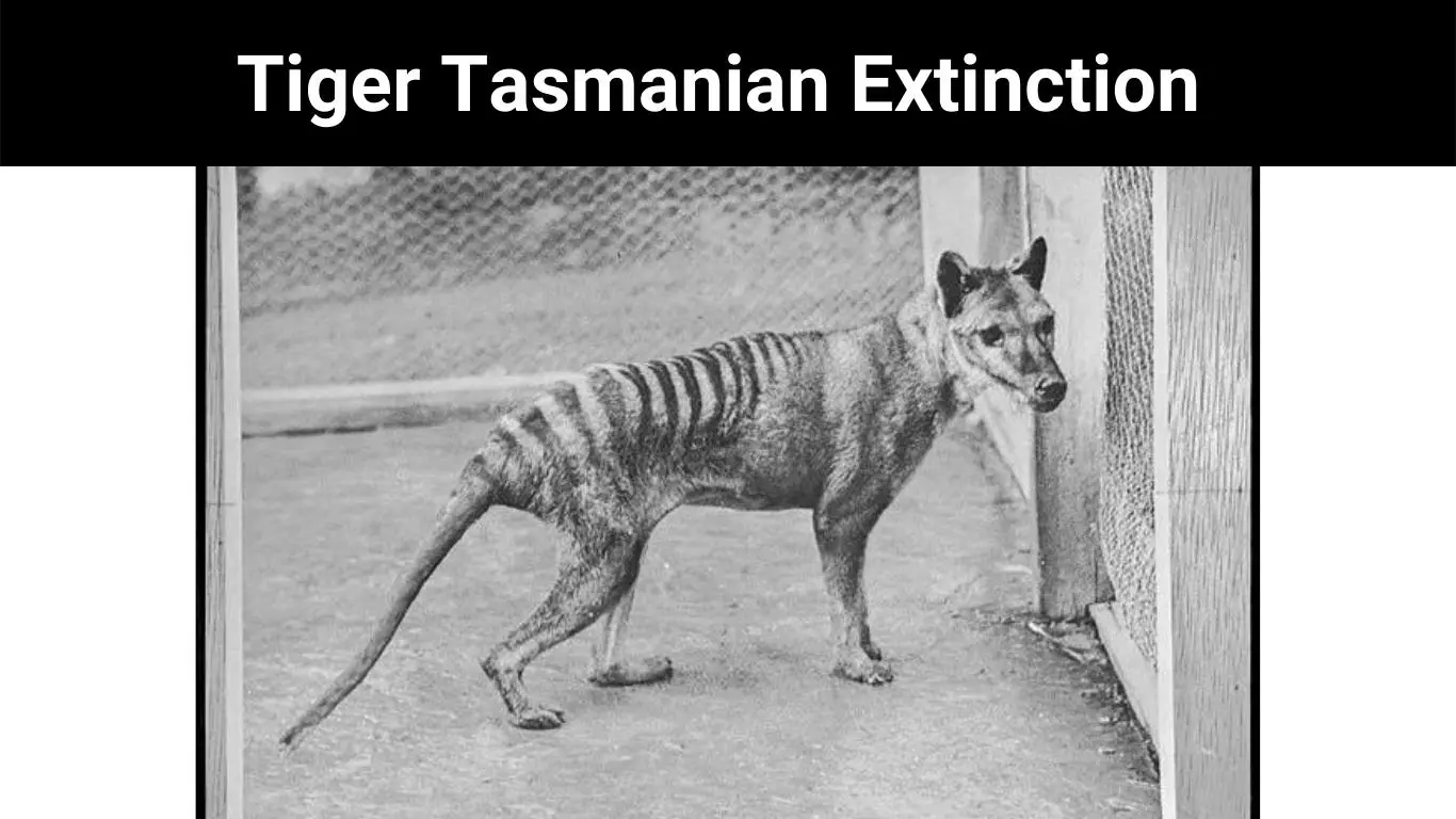 Tiger Tasmanian Extinction