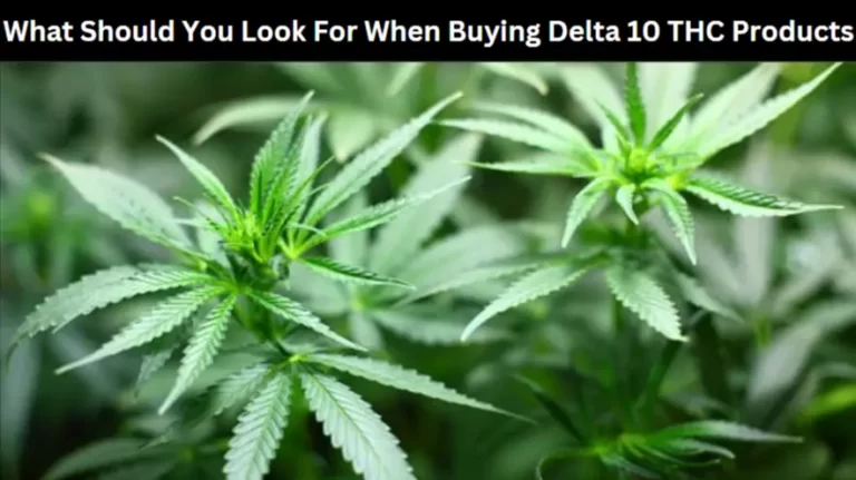 What Should You Look For When Buying Delta 10 THC Products