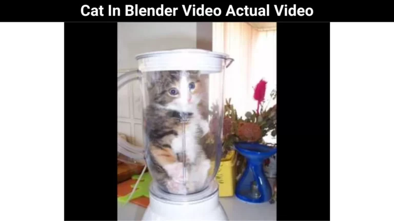 Cat In Blender Video Actual Video